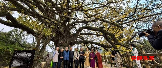 贵州白云牛场石龙村:探秘千年古银杏,领略民族文化之美