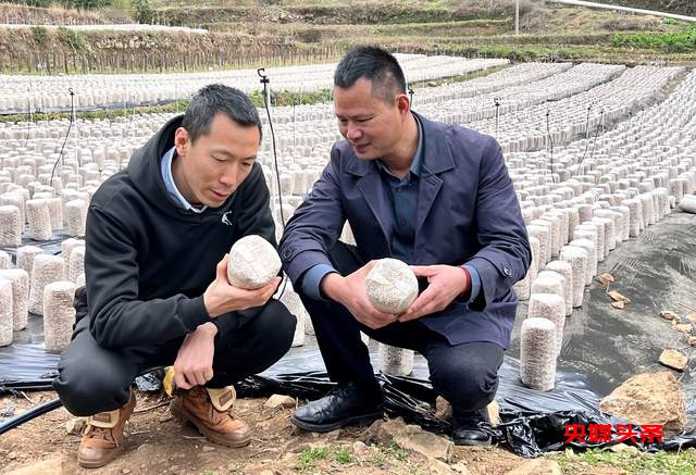 毕节市七星关区野角乡黑木耳产业基地揭牌：乡村振兴新篇章，奏响“金耳朵”致富曲