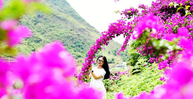 六盘水米箩镇倮么村:三角梅盛开乡村美丽画卷引客来