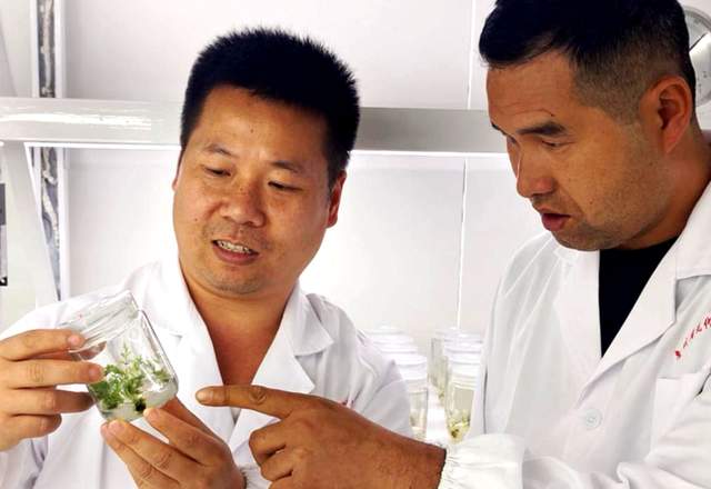 贵州珍稀濒危药材保护开发重大突破!金毛狗蕨繁育技术开启新征程