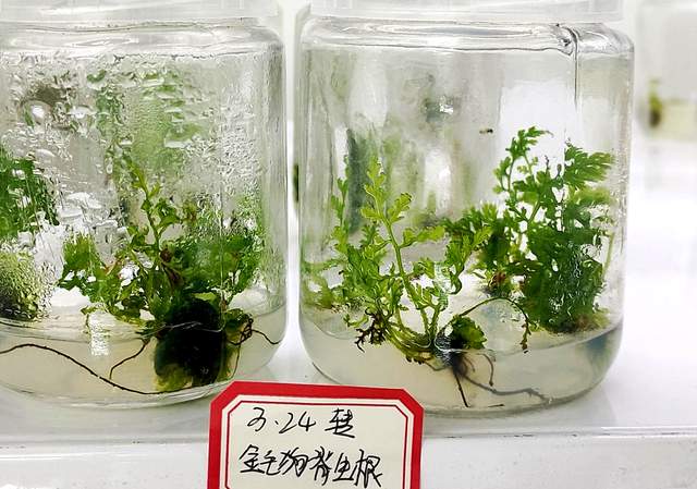 贵州珍稀濒危药材保护开发重大突破!金毛狗蕨繁育技术开启新征程
